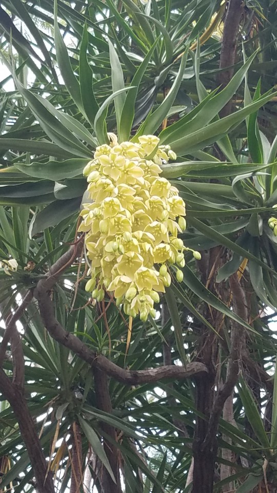 Hermosas Flores Grabadas Para El Recuerdo