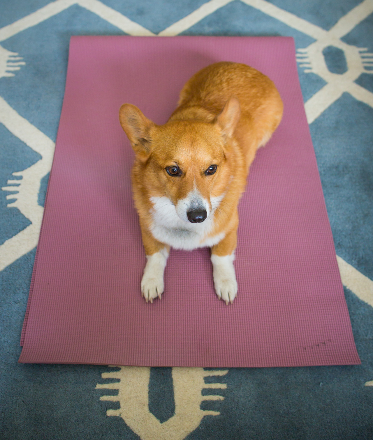 matphotography:  Corgi Yoga: Upward dog, Mountain pose, side angle, and savasana.