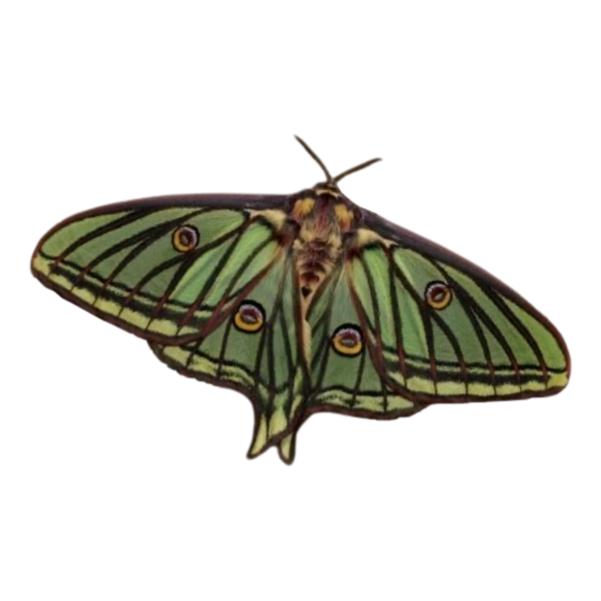 green critter