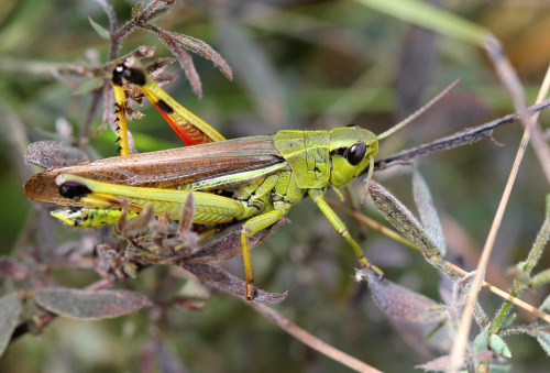 michaelnordeman:A Large marsh grasshopper, probably the last one I will see this year. I’ve be