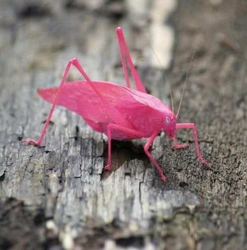 kinkylittlefatgirl:  pinkismykink:  The pink katydid is a result of erythrism — a rare genetic mutation that allows for abnormal amounts of red pigment or the absence of normal pigment — in this case greens and browns.   Cutest bug ever! Move over,