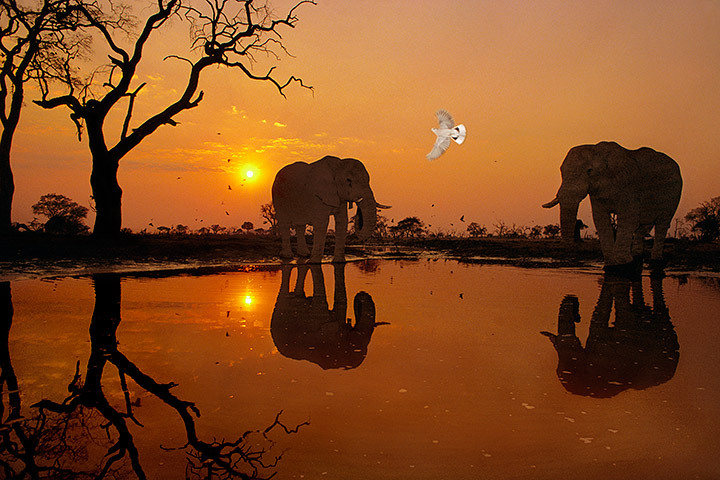 danishkore:  awkwardsituationist:  elephants silhouetted by the darkening shades