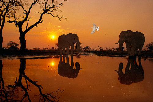 muthafuk:  elephants silhouetted by the darkening shades of the golden hour on the african savannah, by dana allen, susan mcconnell, nevil lazarus, chris packham, andy rouse and frans lanting 