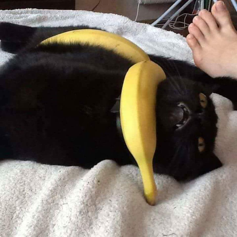 mostlycatsmostly: coolcatgroup:  teathattast:       death by banana   @mostlycatsmostly