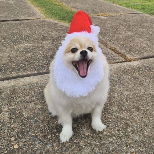 It’s beginning to look a lot like the grinch is stealing Christmas . . . #pomeranian #chihuahuasofin