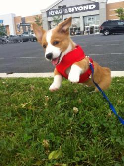 awwww-cute:  he gets excited for walks 