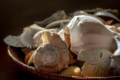 What’s in your basket? #coastal #seashells (at Martha’s Vineyard) https://www.instagram.com/p/
