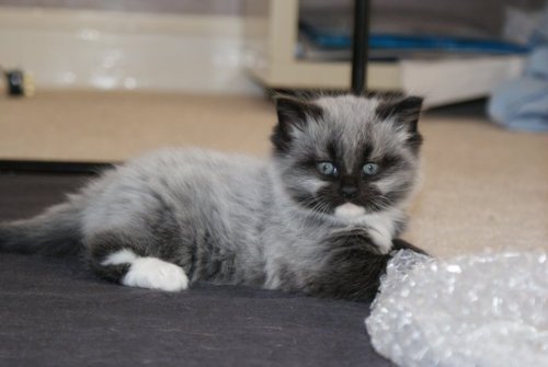 coolcatgroup:cutecatsaww:Follow For Cute Cats DailyThis cat!!! @mostlycatsmostly Cookies and cream f