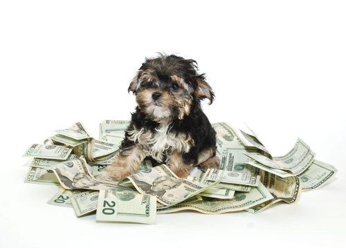 uggless:groolcollect:rustyvases:lossed:unentered:This is the money dog.  Reblog him for good luck!i 