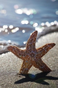 heaven-ly-mind:  Summer starfish in AC by Michel Bellemare on 500px 