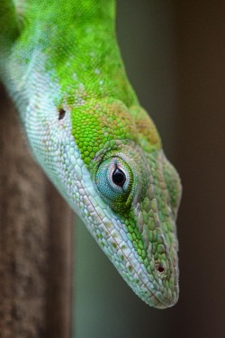 mdeanstrauss:  Carolina Anole in the Carnivorous Plant Reserve… Wilmington, NC 