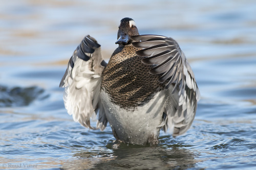 Garganey (Anas querquedula)&gt;&gt;by Ruud Visser