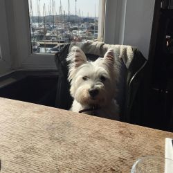 seriouslyjustpuppies:  Loving my first seaside holiday 🐾🐾🐾 #westiemoments #westiegram #westie #westitude #dogsofinstagram #puppy by sondymc See me at http://bit.ly/justpuppies 