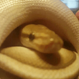 mysnabies: When your favorite hat is yourself….