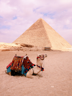 Tash-Adventures:  Egypt. 