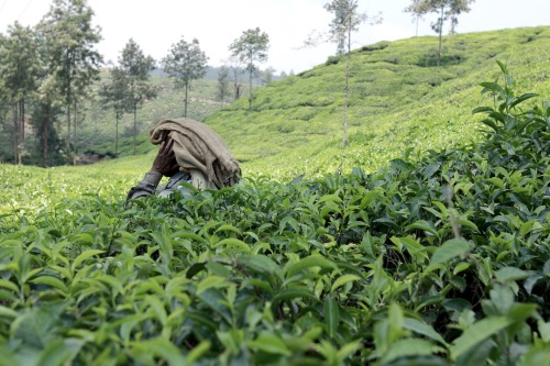 Tea factory in Wayanad.From leaf to cup.