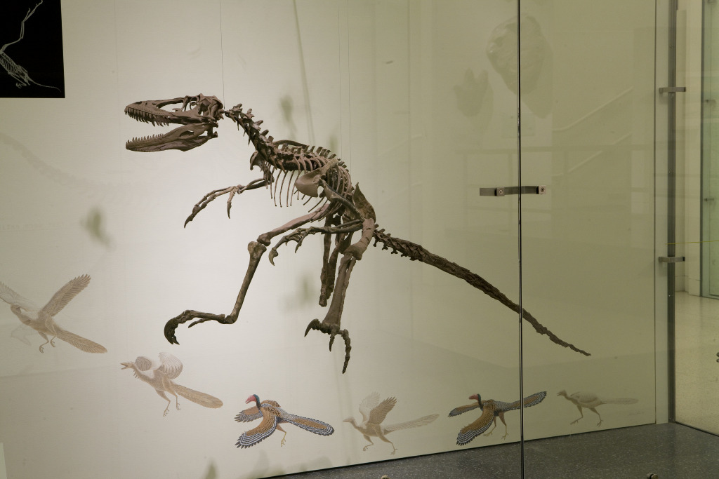 deinonychus - Wiktionary, the free dictionary