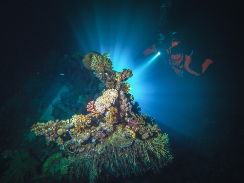 Liveaboard scuba diving trip. Red Sea, Egypt.December 2018by Tiina Törmänen | web | FB | IG | STOCK