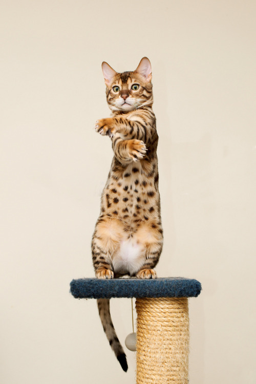  (by FurLined)