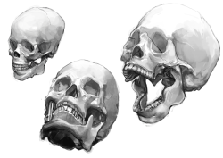 luutantti:  Painted some skulls from this reference in order to do something about my terrible facial proportions. It was more fun than I thought it would be! 