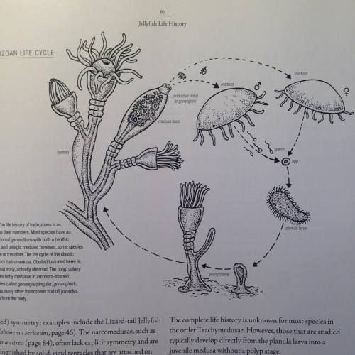 Hydrozoan Life Cycle - my favourite of the strange jelly-baby-making-plants in @ivy.press new book! 