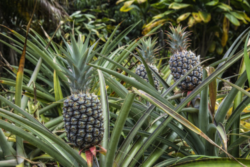 Always wanted to see pineapples grow