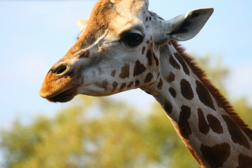 Giraffe on Flickr.