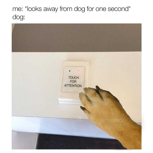 dog: touch me pls