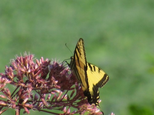 Some tiger swallowtails. They vary in colors.