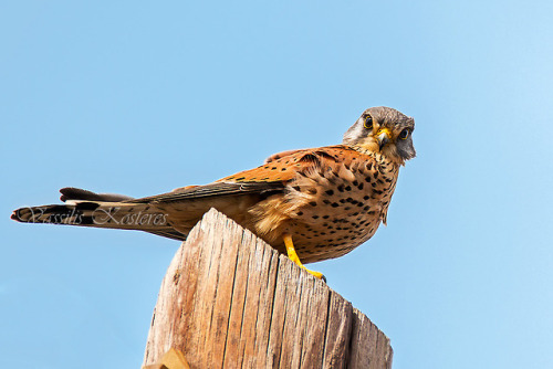 lovingexotics: Common Kestrel Falco tinnunculus Source: Here