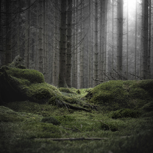 paganroots: Wald by Jürgen Heckel
