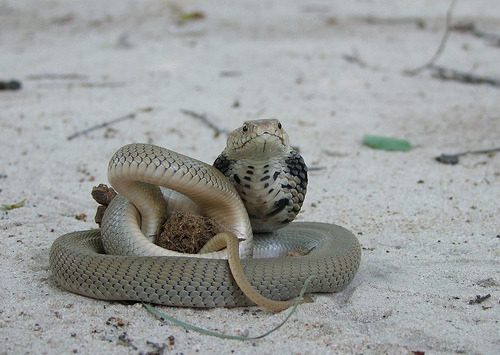 exotic-venom:  (Naja mossambica) Mozambique spitting cobra  Habitat: Most often found in open woodla