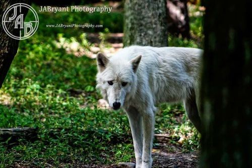 #worldphotographyday #nature #wolf #wild #naturephotography #naturelovers #natureart #wildlifephotog