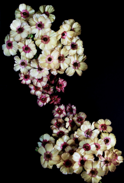 Ranunculus Butterfly©Botanic Art