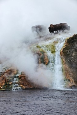 x-enial:  Buffalo on misty geyser, Yellowstone