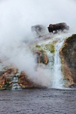 fingertipss:   x-enial:  Buffalo on misty