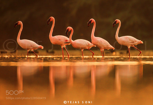 lesser flamingo