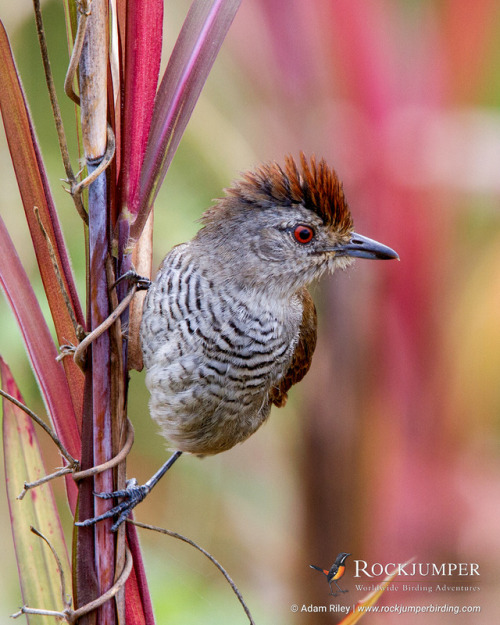 Photo of the Day – The Rufous-capped Antshrike (Thamnophilus ruficapillus) is a species with quite a