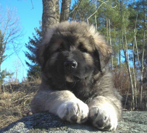 xflowerxchild:  ms-macky:  Caucasian Ovcharka aka Caucasian Mountain Shepherds aka Mini Russian Bears 200 pounds of Bear hunting cuteness  I saw one of these at the vet’s office the other day. Holy fucking shit. Deepest bark ever, but the sweetest thing