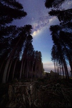 Ponderation:  Fallen Giants By Greg Gibbs  