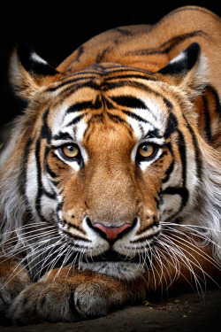 atraversso:  Panthera Tigris by Wildlife
