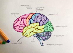 studyblr-lane:  Ap Psychology Neuroscience