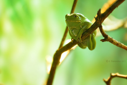 frogs-are-awesome: coolibrahimmusah: Hyllomedusa Sauvagii by A. Shamandour on Flickr.  Waxy