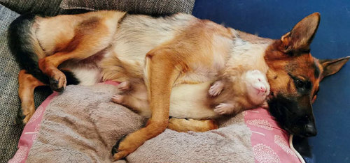 awesome-picz:   Meet Nova The German Shepherd And Pacco The Ferret, That Are The Unlikeliest Of Best Buds .