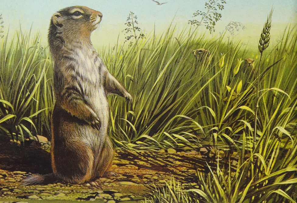 antiqueanimals:Desert Dwellers. Written by Michel Cuisin. Illustrated by Wolfgang