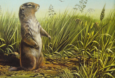 antiqueanimals:Desert Dwellers. Written by Michel Cuisin. Illustrated by Wolfgang