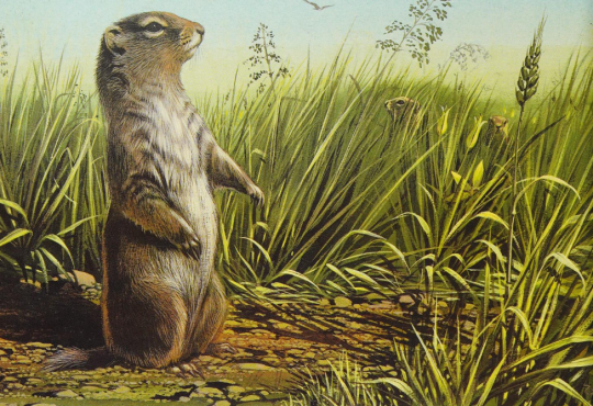 antiqueanimals:Desert Dwellers. Written by Michel Cuisin. Illustrated by Wolfgang