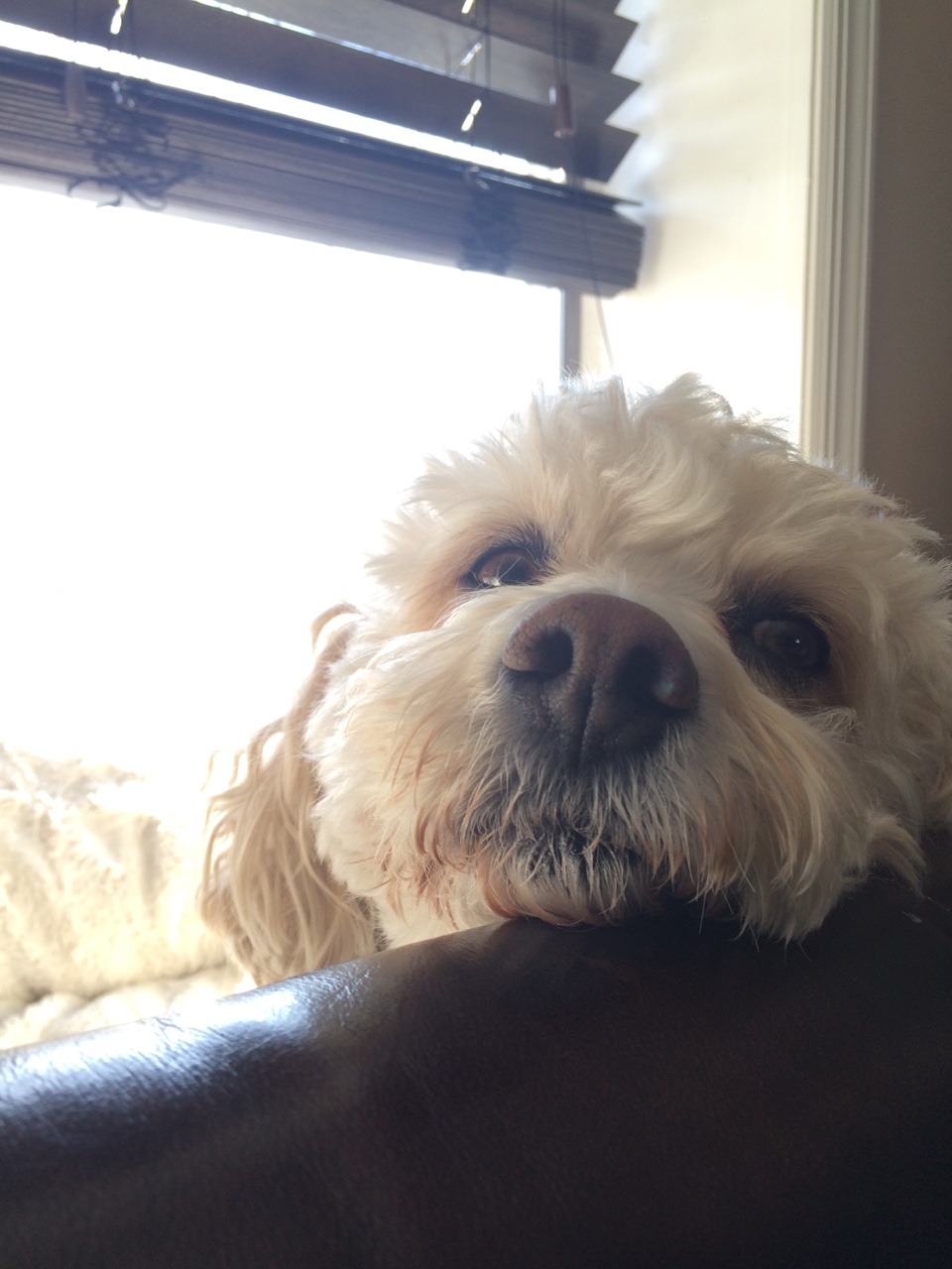 jsantagato:  Pup