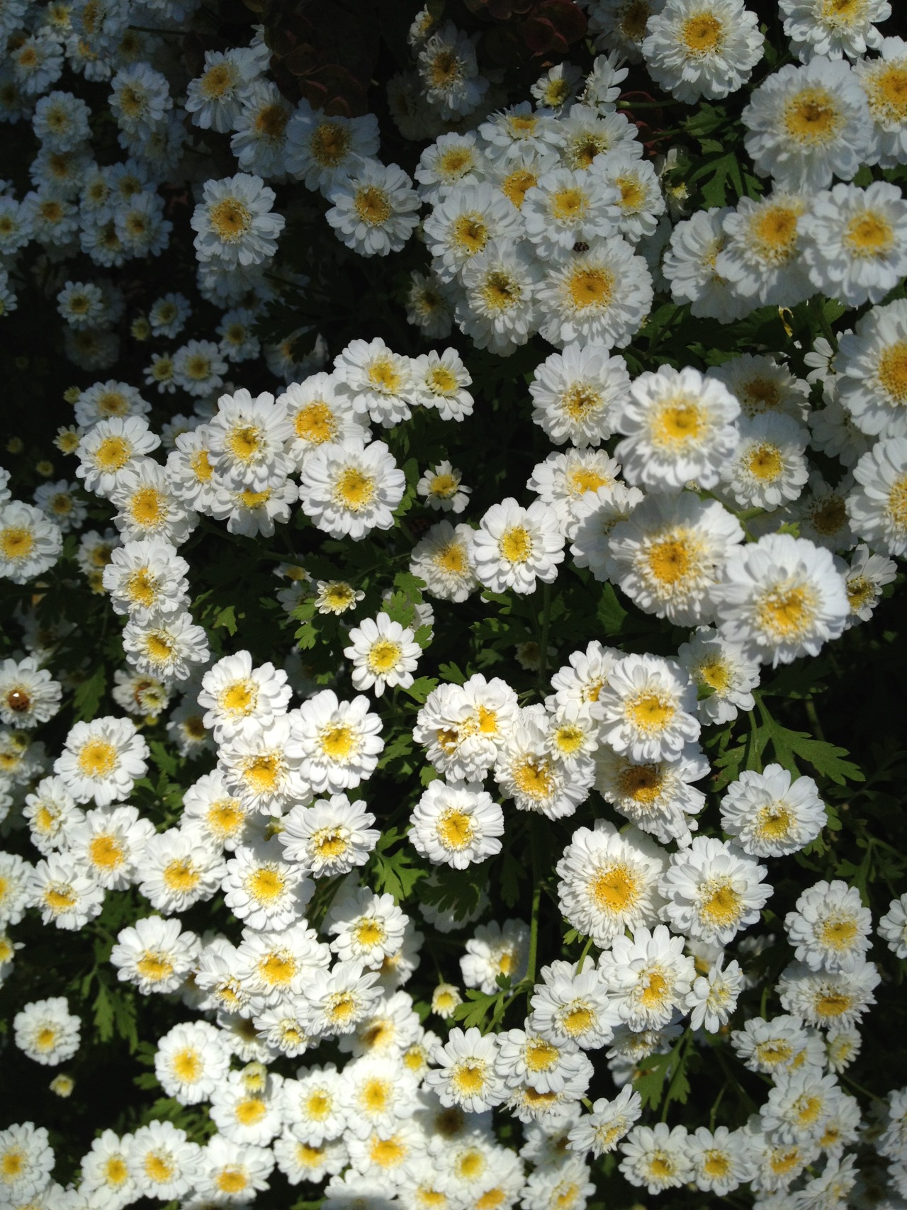 mouselet:  Some type of chrysanthemum or argyranthemum. 