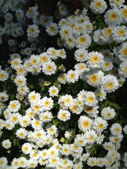 mouselet:  Some type of chrysanthemum or